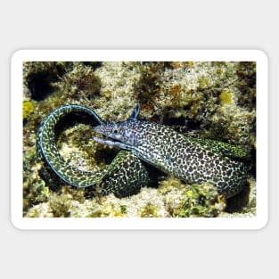 Spotted Moray Eel along the Coral Reef in the Caribbean Sticker